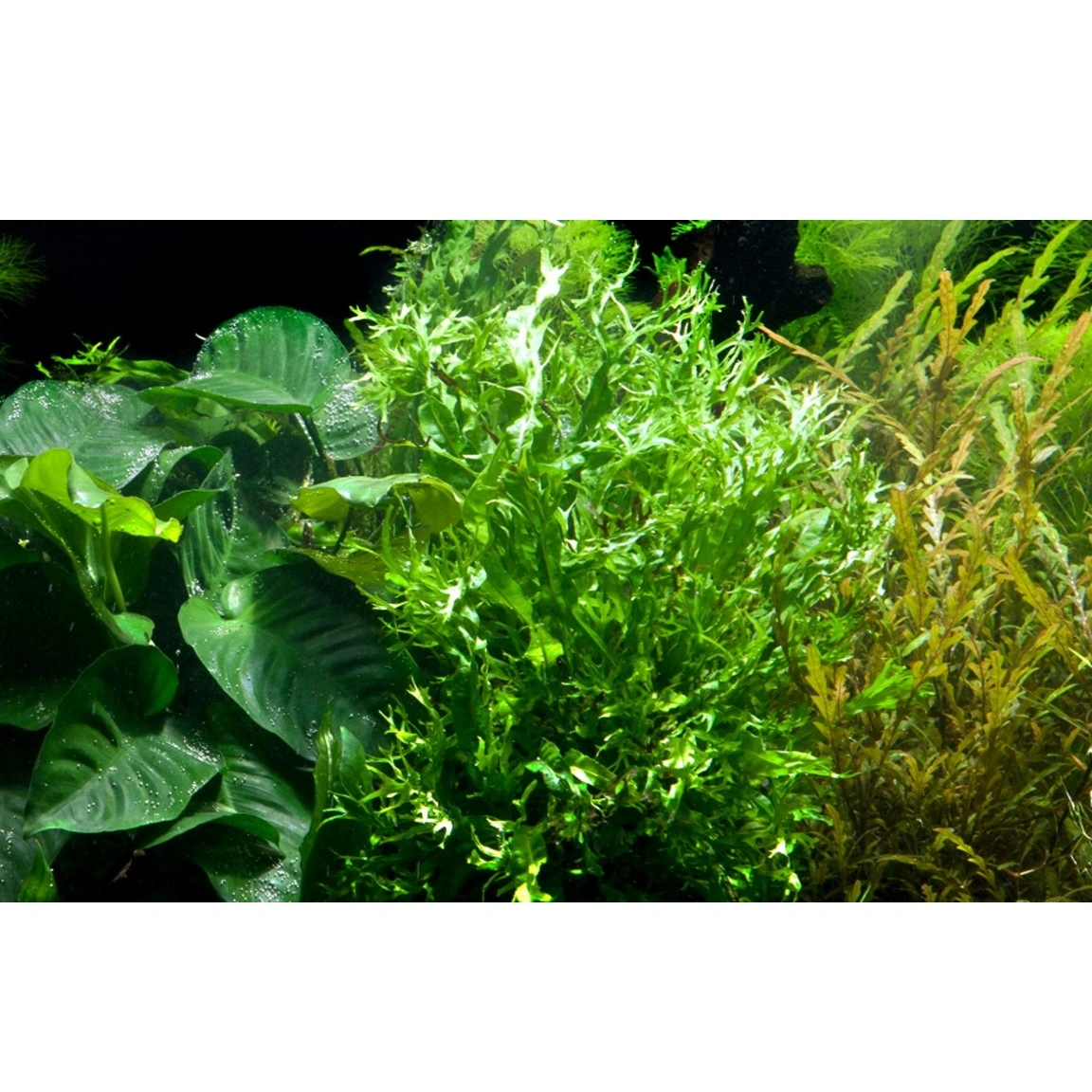 Tropica Akvarieplante i potte Microsorum pteropus Windeløv